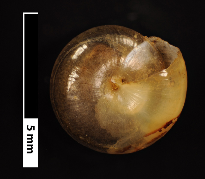 V. cerinoideus